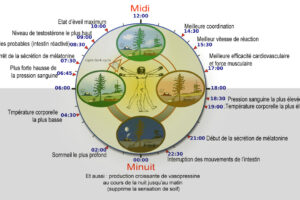 Lire la suite à propos de l’article Insuffisance de sommeil de qualité = effets toxiques